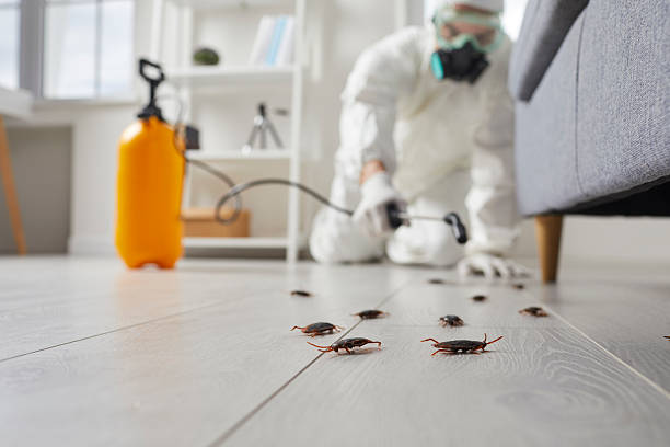 Post-Treatment Bed Bug Interceptor Monitoring in Seymour
